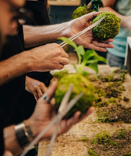 Atelier Kokedama: Jeudi 17h30-19h30